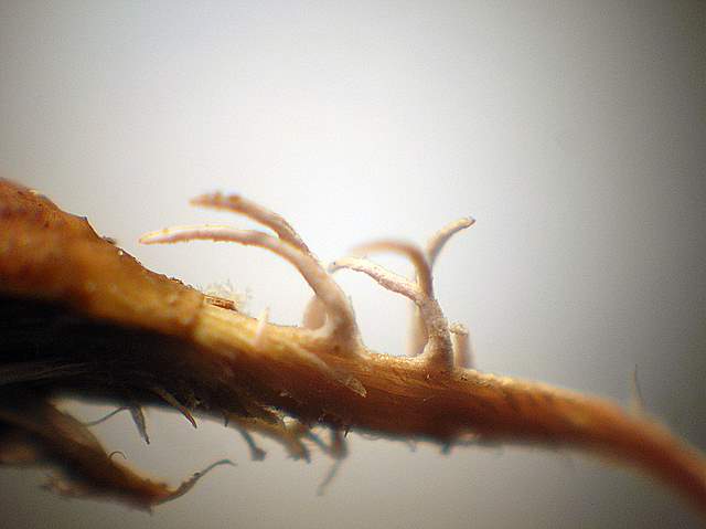 Una  misteriosa  Cordyceps